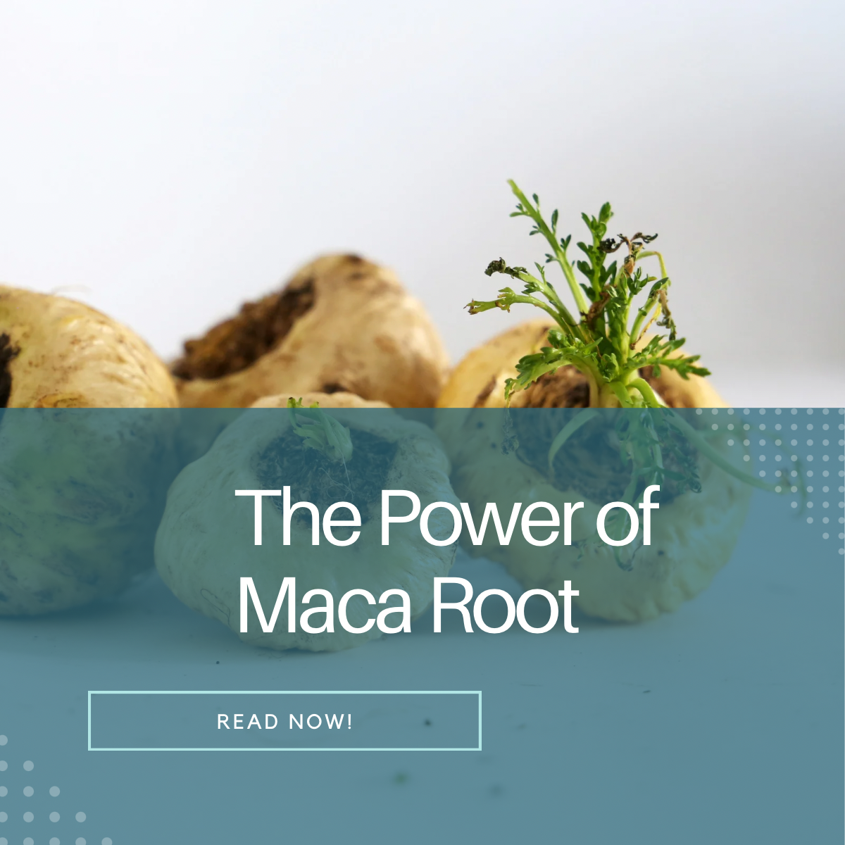 The Power of Maca Root: A Comprehensive Scientific Review of Its Mechanisms